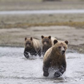 Grizzly Bear