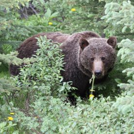 Grizzly Bear
