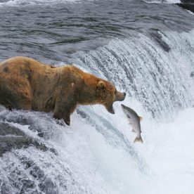 Grizzly Bear