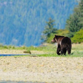 Grizzly Bear