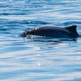 Harbour Porpoise