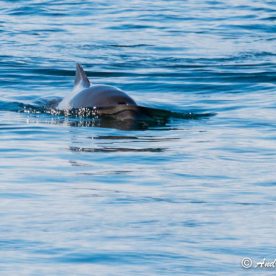 Harbour Porpoise