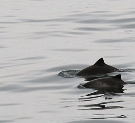 Harbour Porpoise