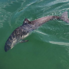 Harbour Porpoise