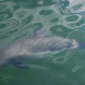 Harbour Porpoise