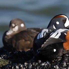 Harlequin Duck