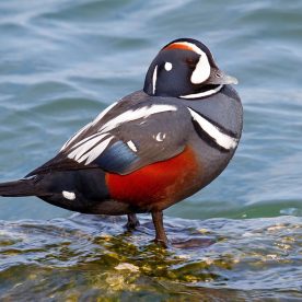 Harlequin Duck
