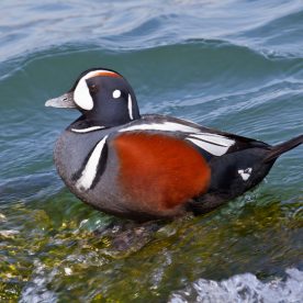 Harlequin Duck