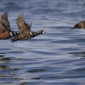 Harlequin Duck