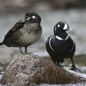 Harlequin Duck