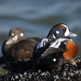Harlequin Duck