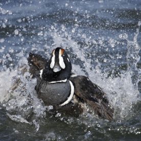 Harlequin Duck