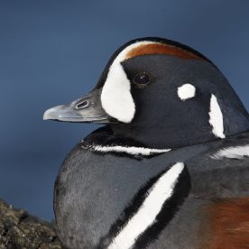 Harlequin Duck
