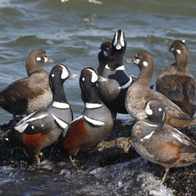 Harlequin Duck