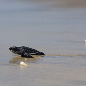 Hathcling Leatherback Sea Turtle