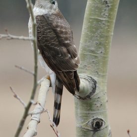 Cooper's Hawk