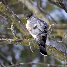 Cooper's Hawk