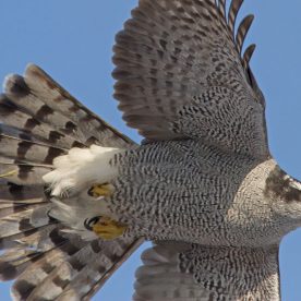Northern Goshawk