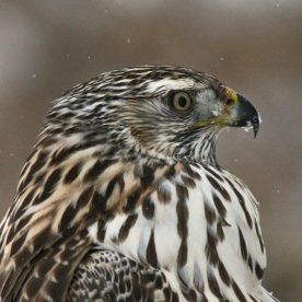 Northern Goshawk juvenile