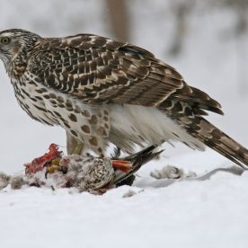 Northern Goshawk juvenile