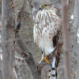 Sharp-shinned Hawk