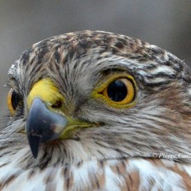 Sharp-shinned Hawk