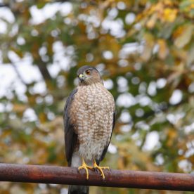 Sharp-shinned Hawk