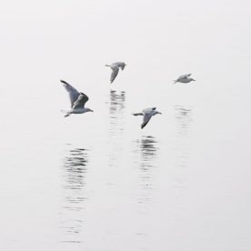 Herring Gull