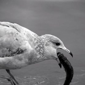 Herring Gull