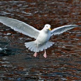 Herring Gull