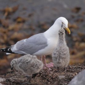 Herring Gull
