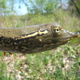 Spiny Softshell