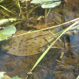 Spiny Softshell Turtle