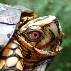 Wood Turtle