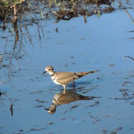 Killdeer