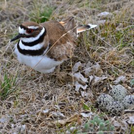 Killdeer