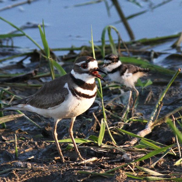 Killdeer Sound Killdeer - Hinterland Who's Who