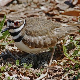Killdeer