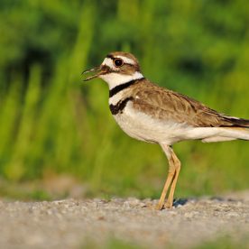 Killdeer