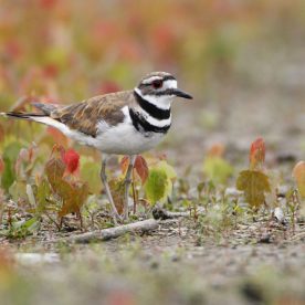 Killdeer
