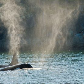 Killer Whale