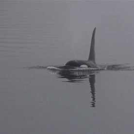 Killer Whale