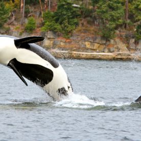 Killer Whale