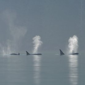 Killer Whale
