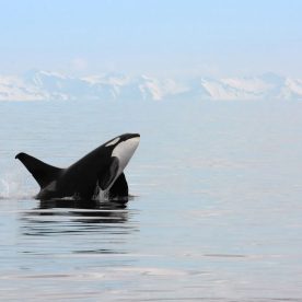Killer Whale