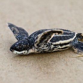 Leatherback Seaturtle