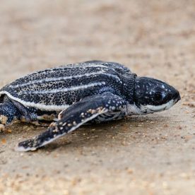 Leatherback Seaturtle