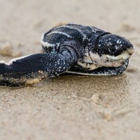 Leatherback Seaturtle