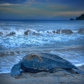 Leatherback Seaturtle