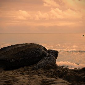 Leatherback Seaturtle